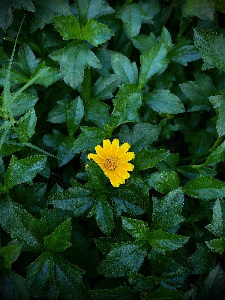 Фотография автора Washiful Majid