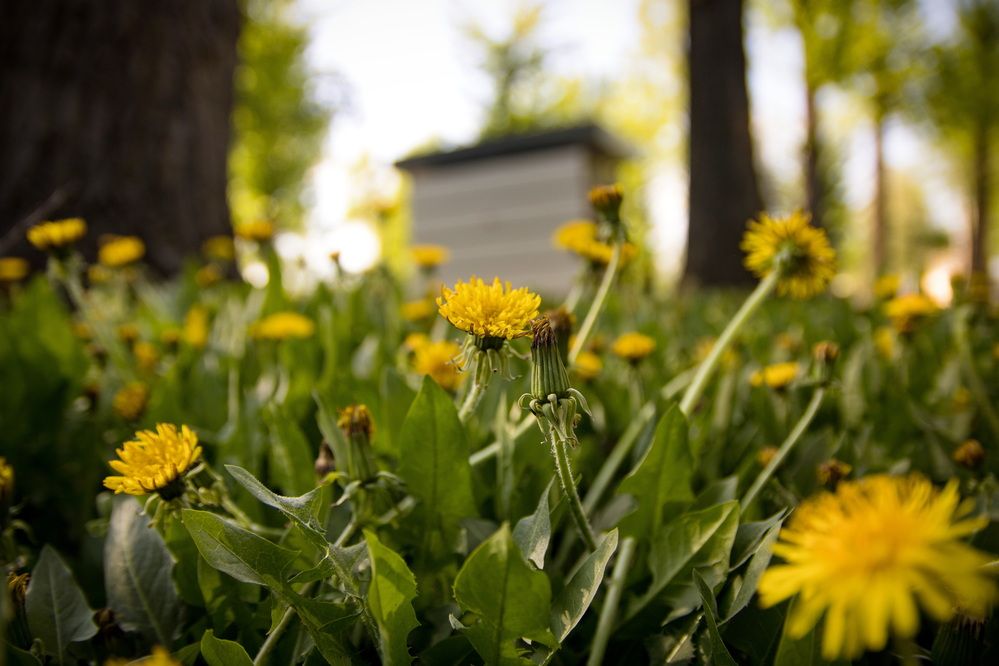 Фотография автора Александр Черепанов