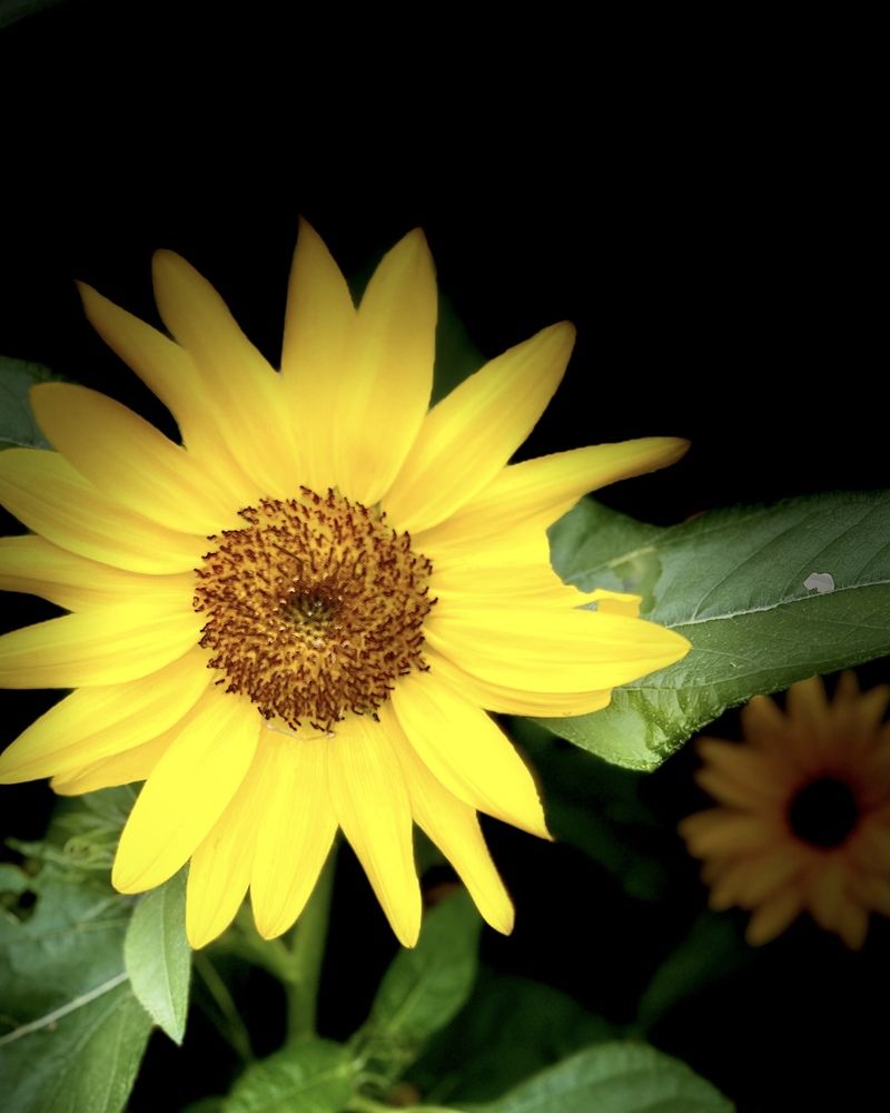 Photograph by _ Hironko_