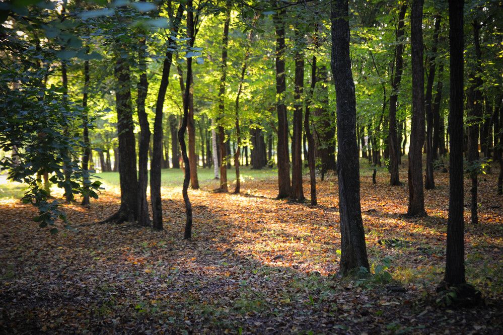 Фотография автора Александр Черепанов