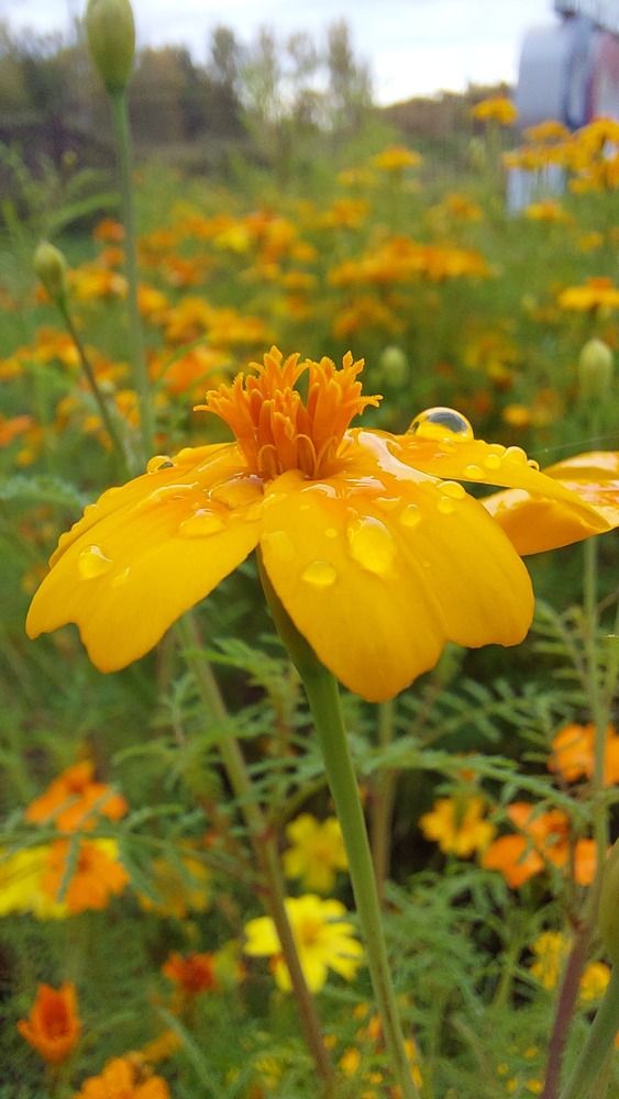 Photograph by Галина Мазур