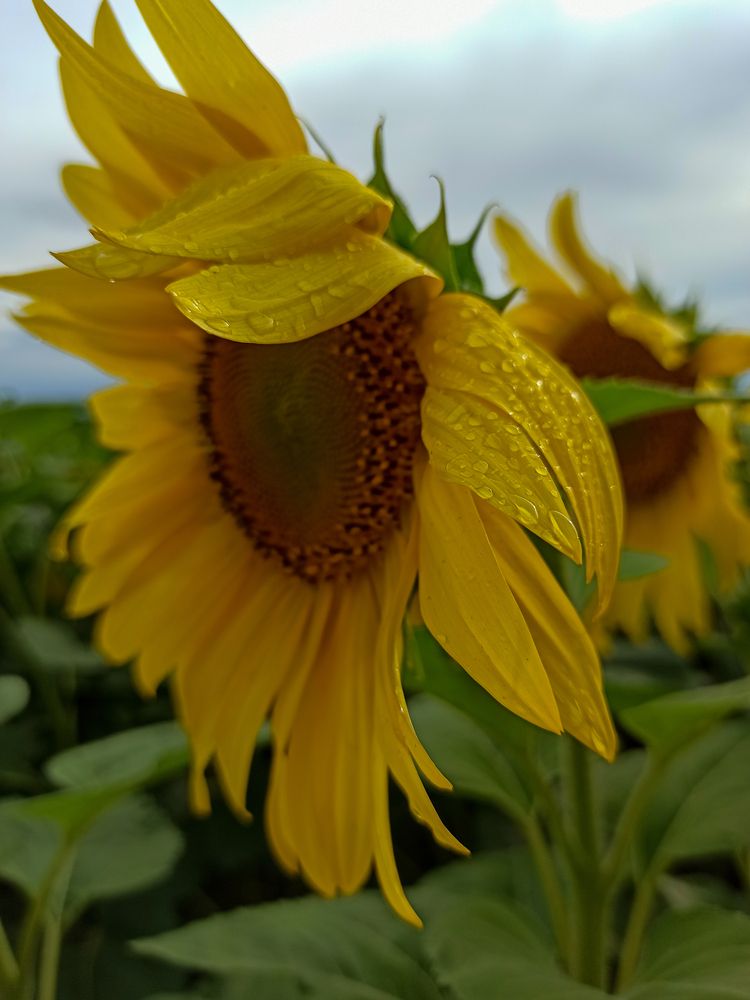 Photograph by Ирина Дегтярева