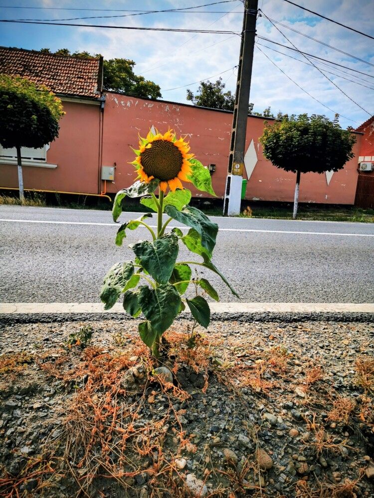 Фотография автора Ian Heard