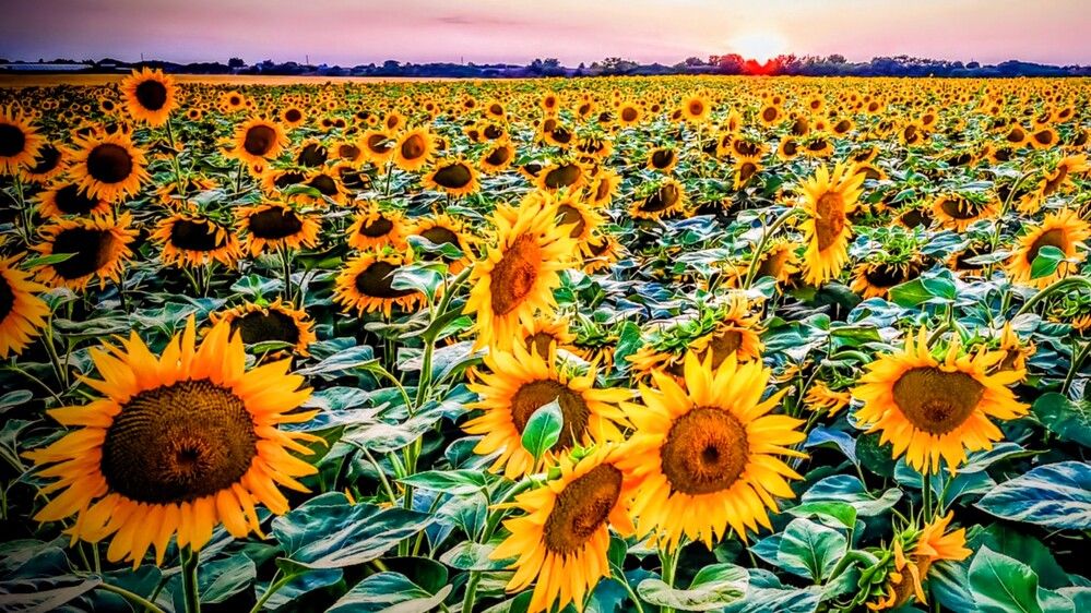 Фотография автора Ian Heard