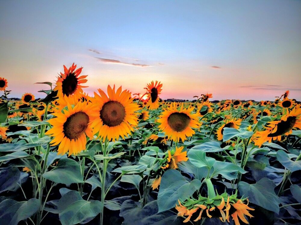 Фотография автора Ian Heard