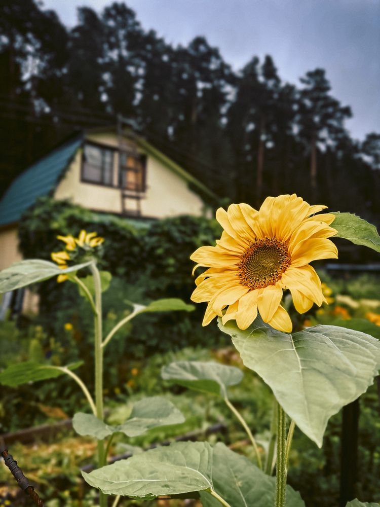 Photograph by Бауэр-Корнева Анна