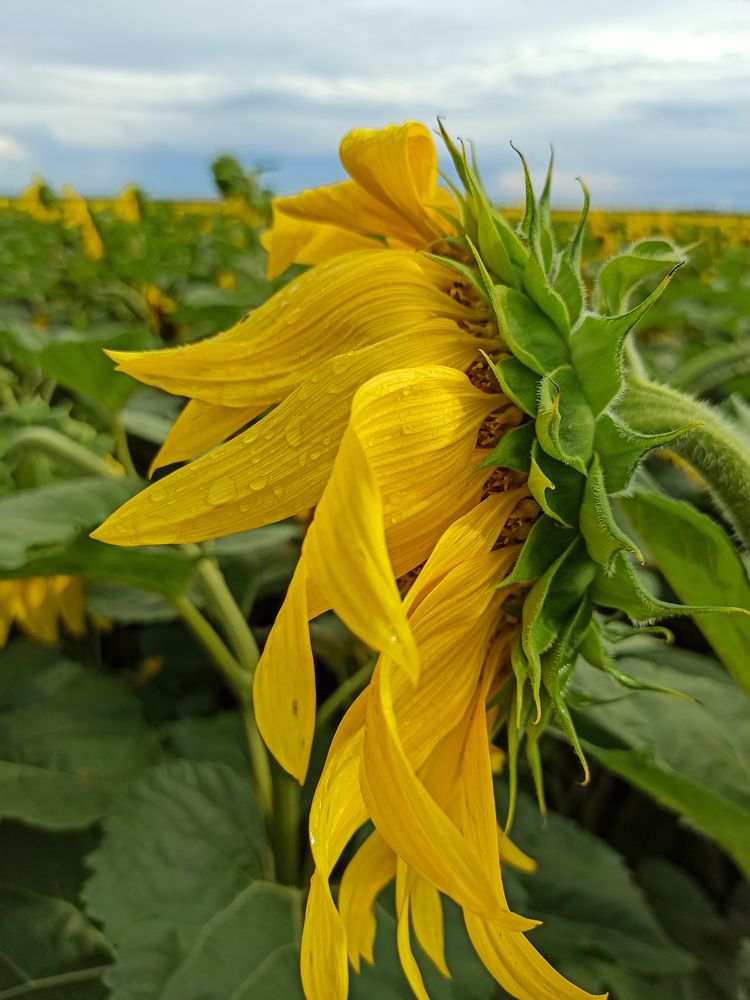 Photograph by Ирина Дегтярева