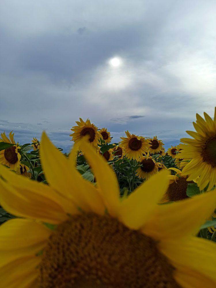 Photograph by Ирина Дегтярева