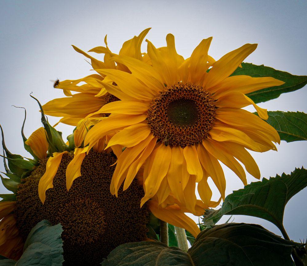 Photograph by Shahrzad Shahrokhi