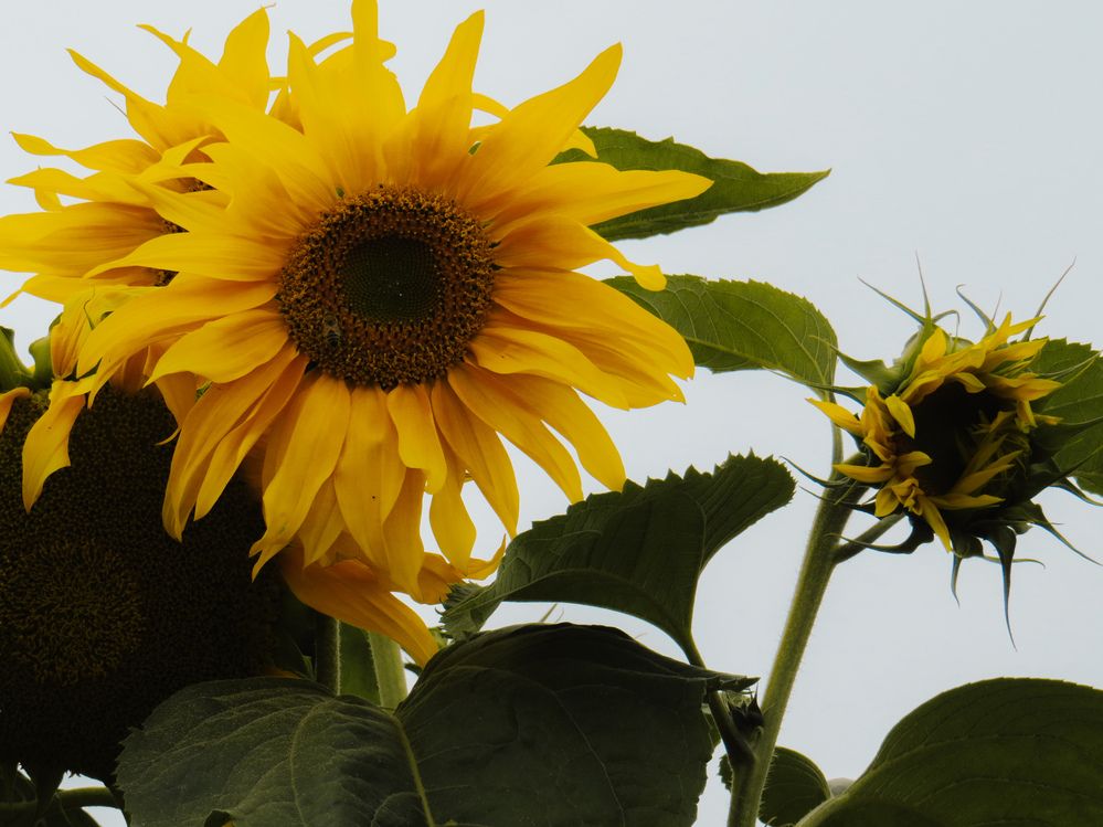 Photograph by Shahrzad Shahrokhi