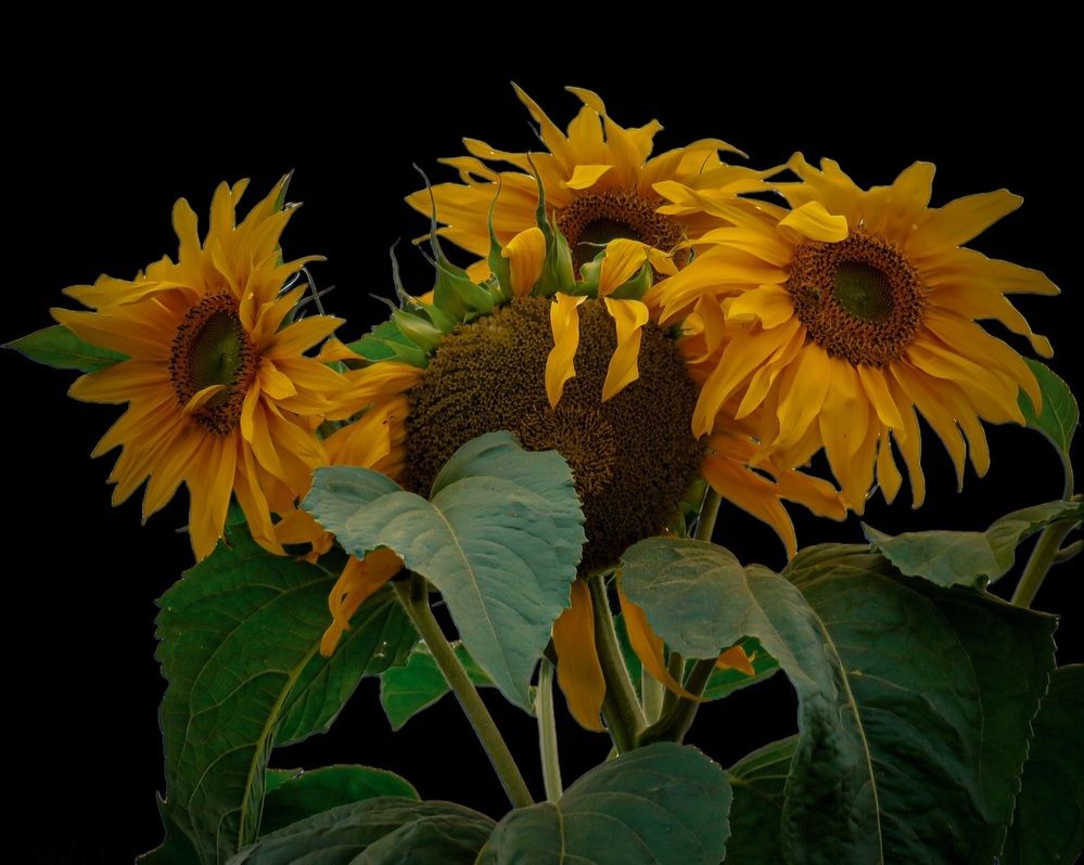 Photograph by Shahrzad Shahrokhi