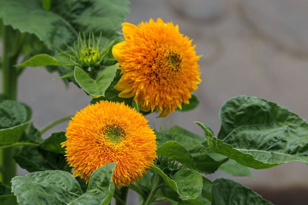 Photograph by виктор ковчин