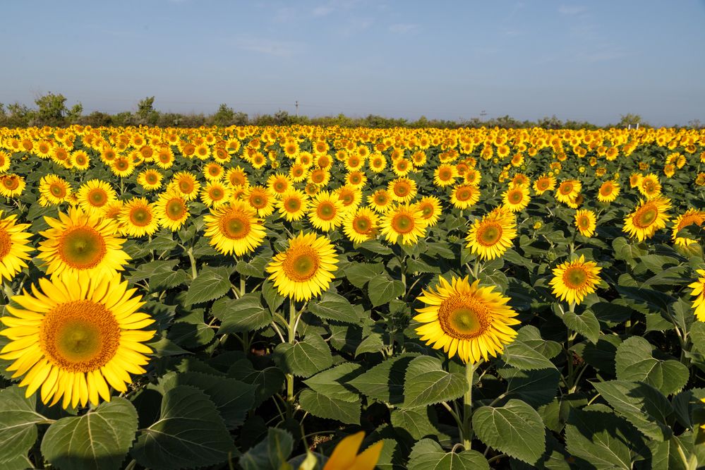 Photograph by виктор ковчин