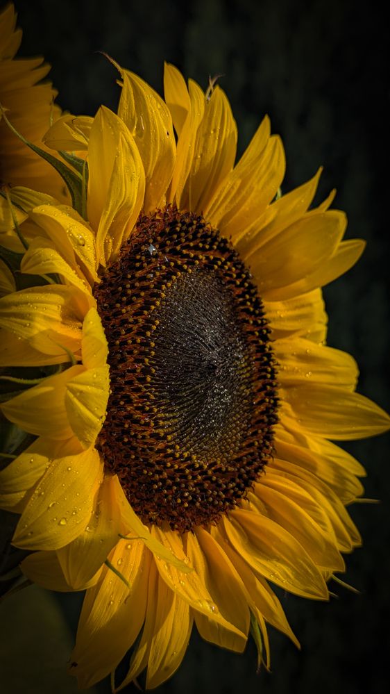 Photograph by Iryna Usanova