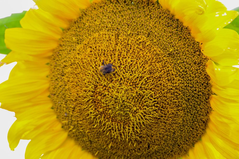 Photograph by Эдуард Шадров