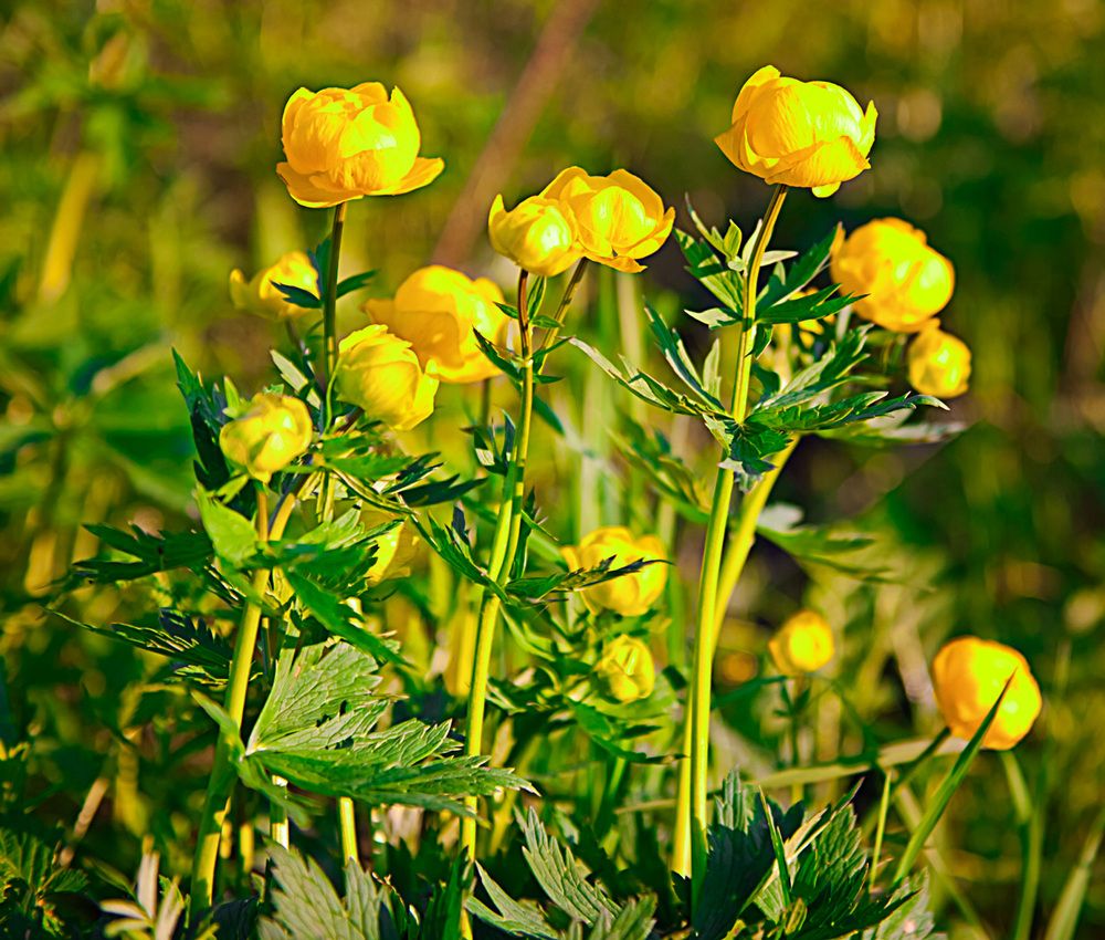 Фотография автора Владимир Чуприков