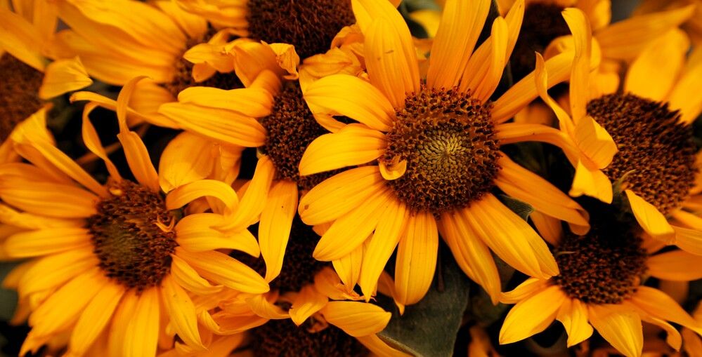 Photograph by G GOVIL