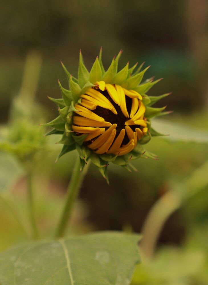 Photograph by G GOVIL