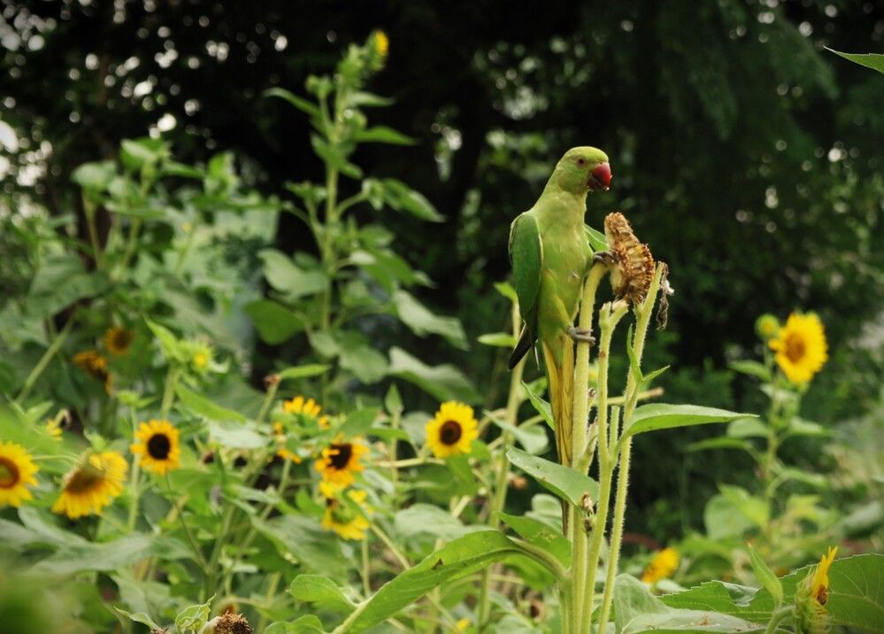 Photograph by G GOVIL