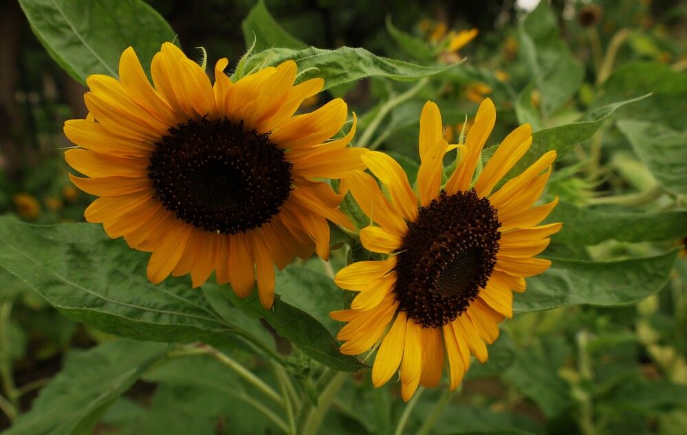 Photograph by G GOVIL