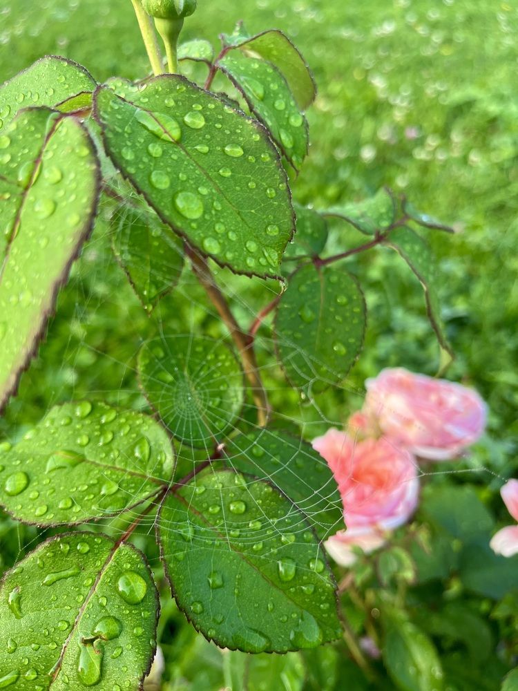 Фотография автора Виктория Ляпина