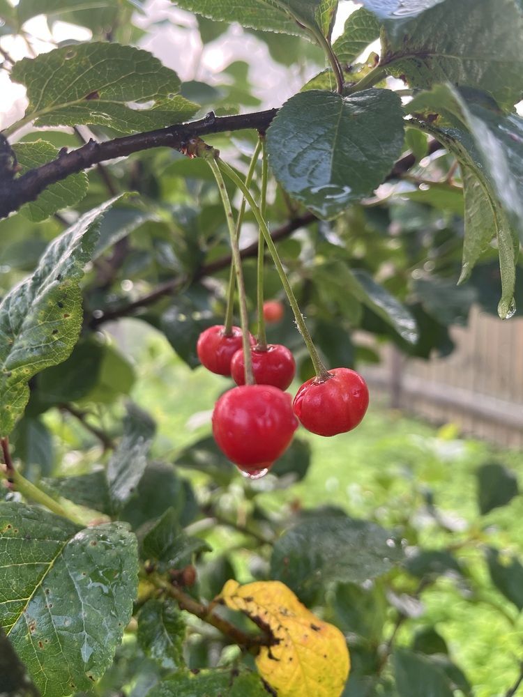 Фотография автора Виктория Ляпина