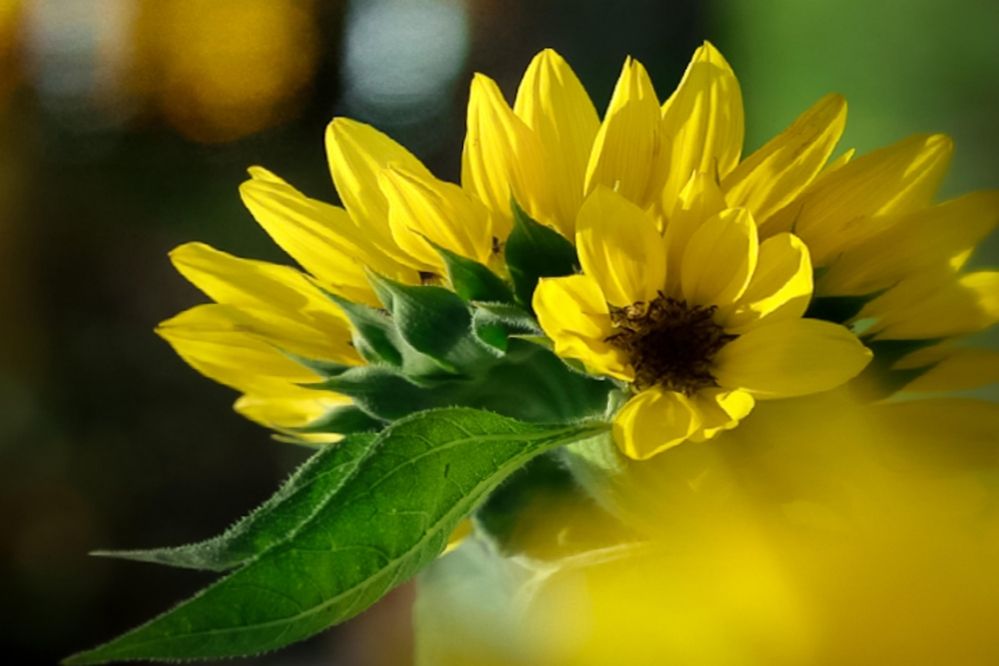 Photograph by Edi Hidayat