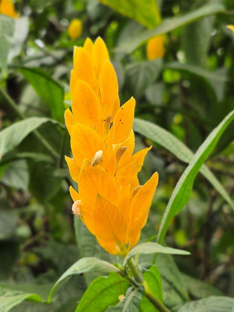 Photograph by Rosane Cortez