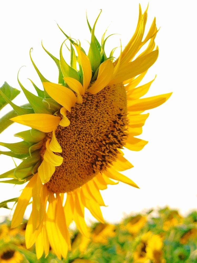 Photograph by Наталья Назаренко