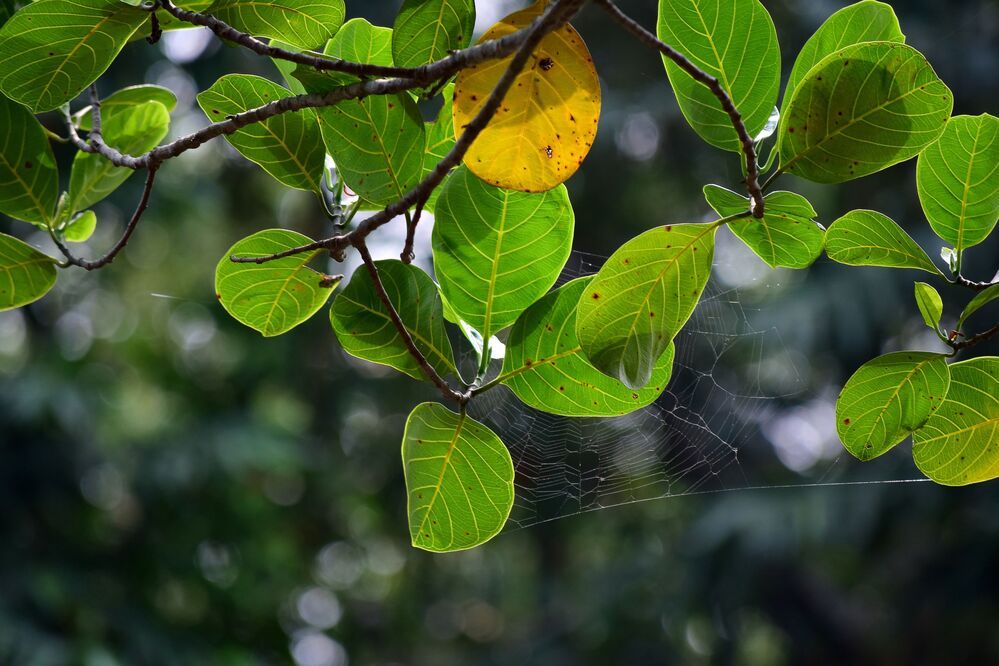 Photograph by shashiranjan prakash