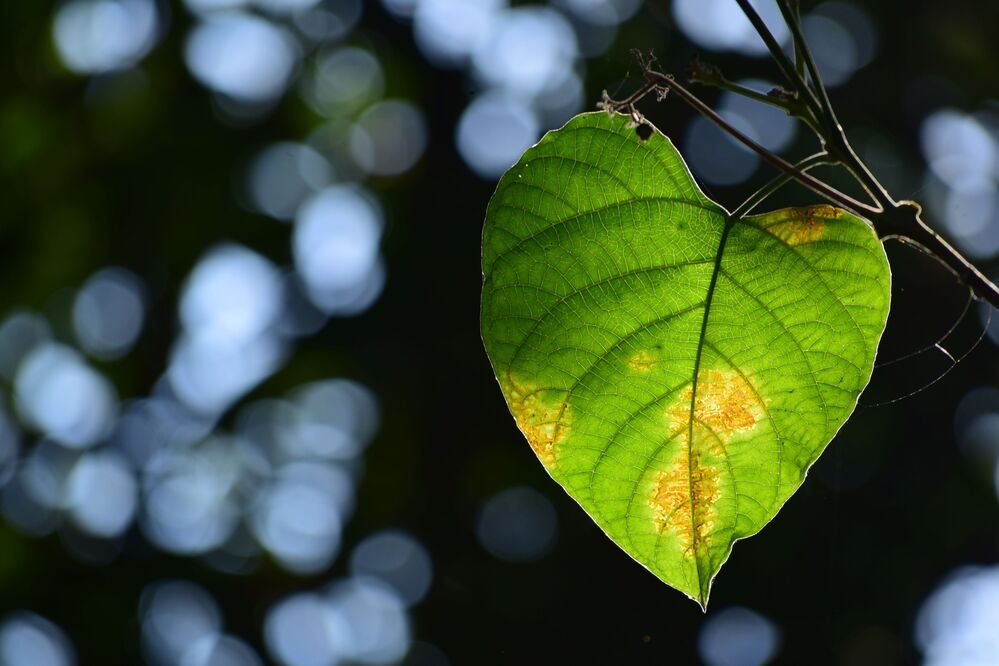 Photograph by shashiranjan prakash