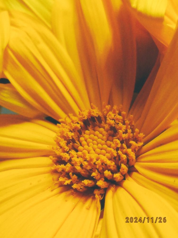 Фотография автора Shreyan Dey Sarkar