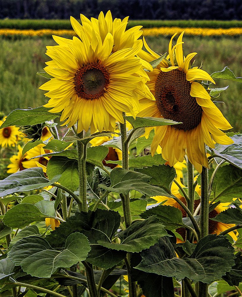 Фотография автора Александр