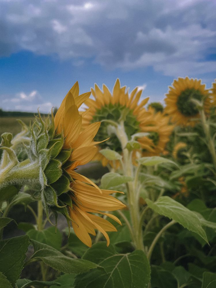 Photograph by Алена Ботова