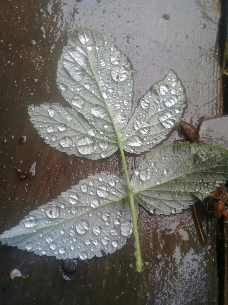 Photograph by Елена Малкова