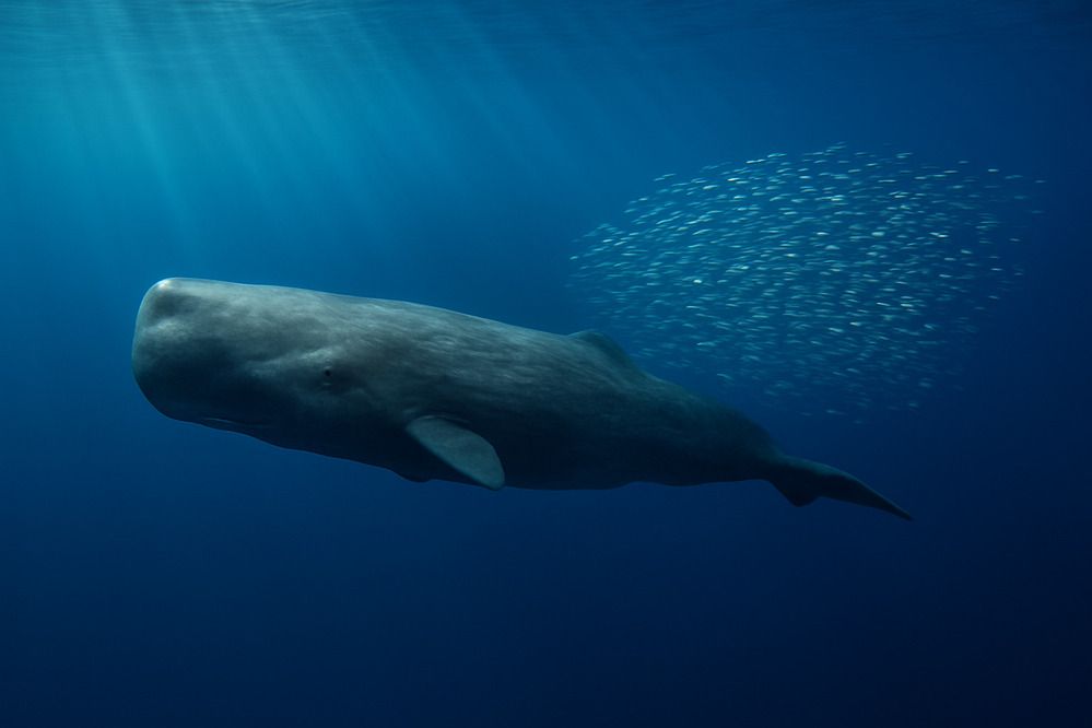 Photograph by shashiranjan prakash