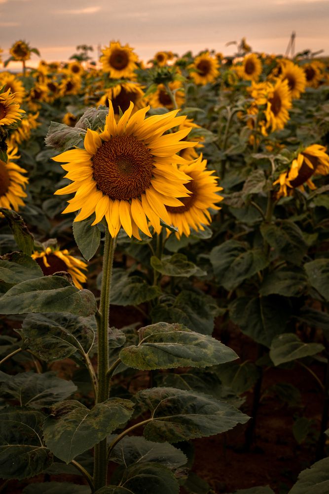 Photograph by Кончакова Дарья