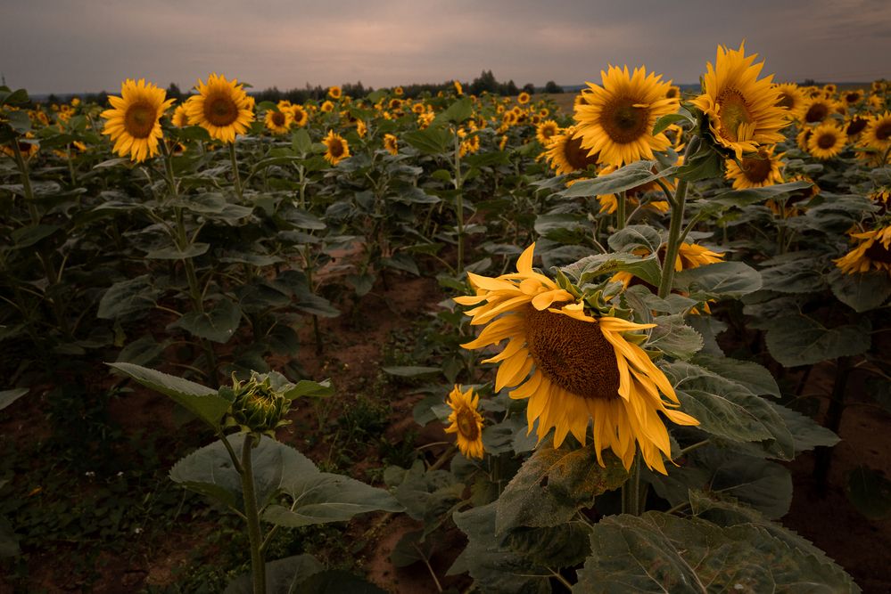 Photograph by Кончакова Дарья