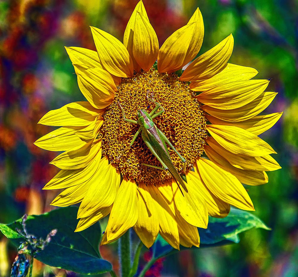 Фотография автора Александр