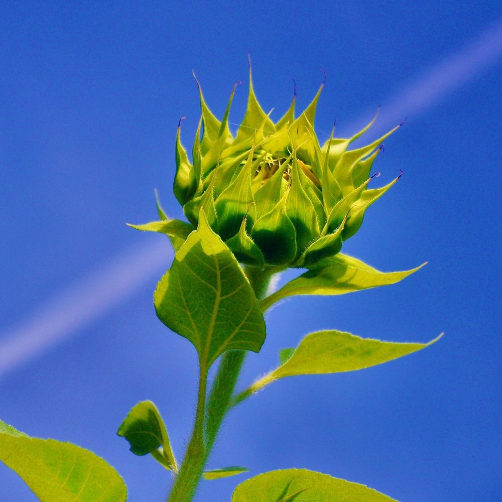 Photograph by Dario Meroni