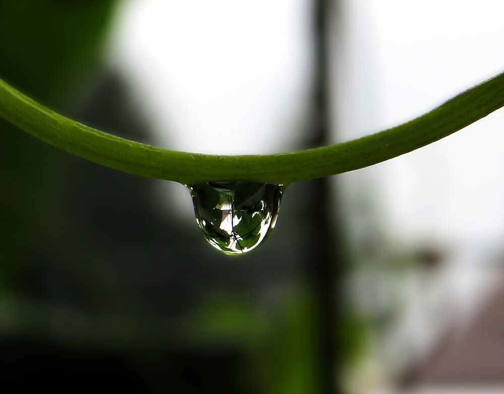 Лоза в капле