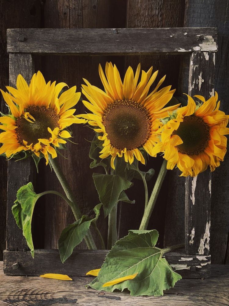 Photograph by Анна Якубинас