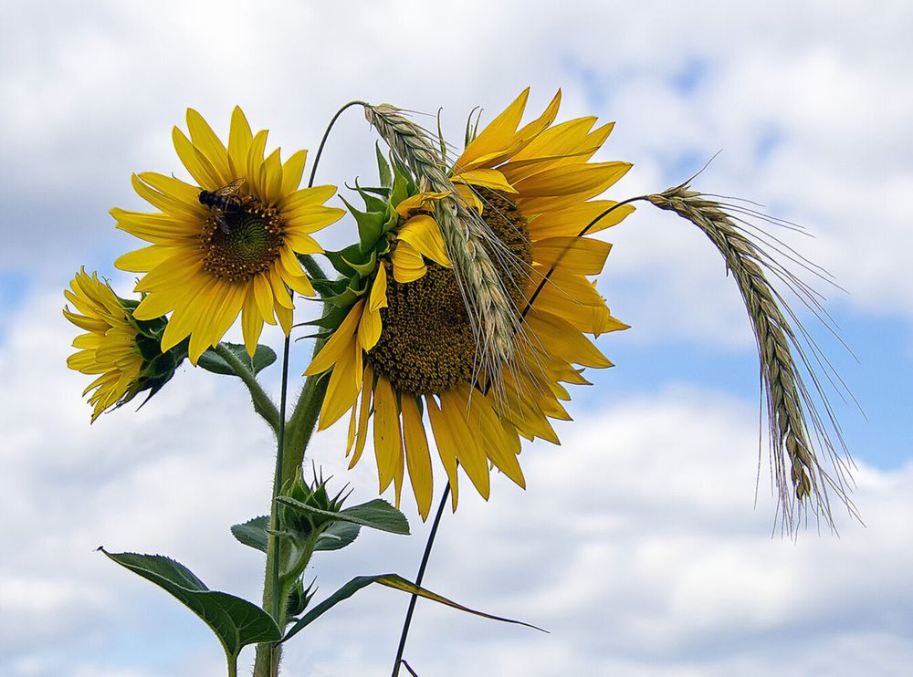 Фотография автора Александр