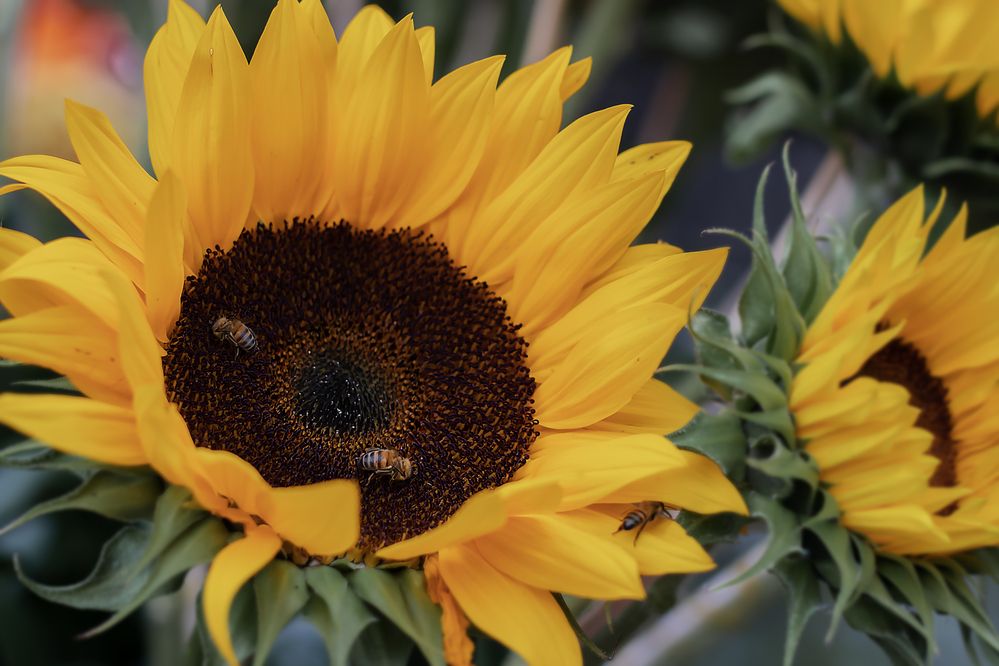 Photograph by Margoth Toro