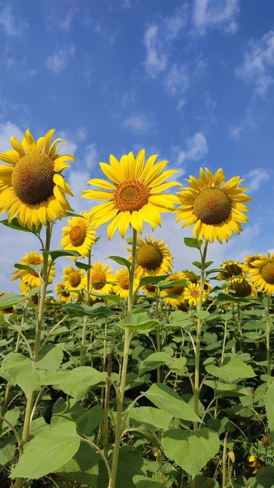 Photograph by Полина Скурская