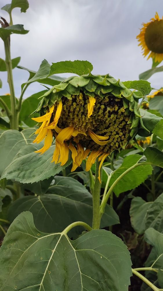 Photograph by Полина Скурская