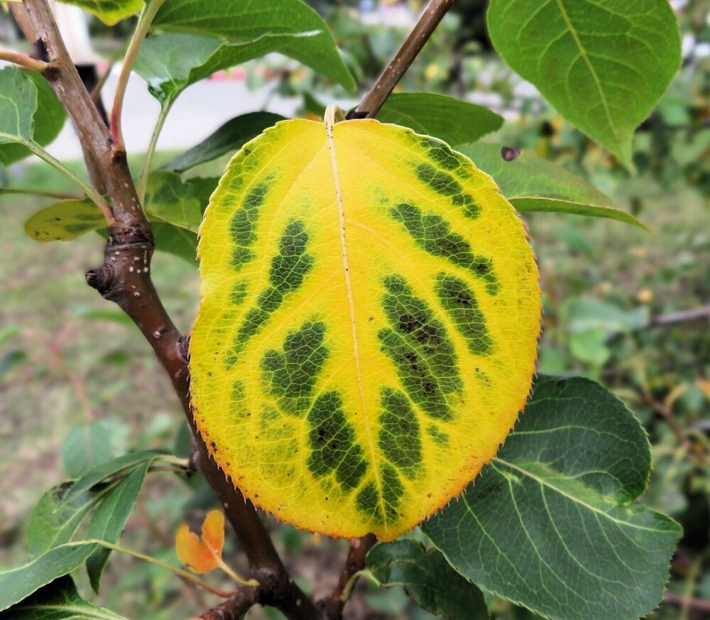 Яблоневый лист