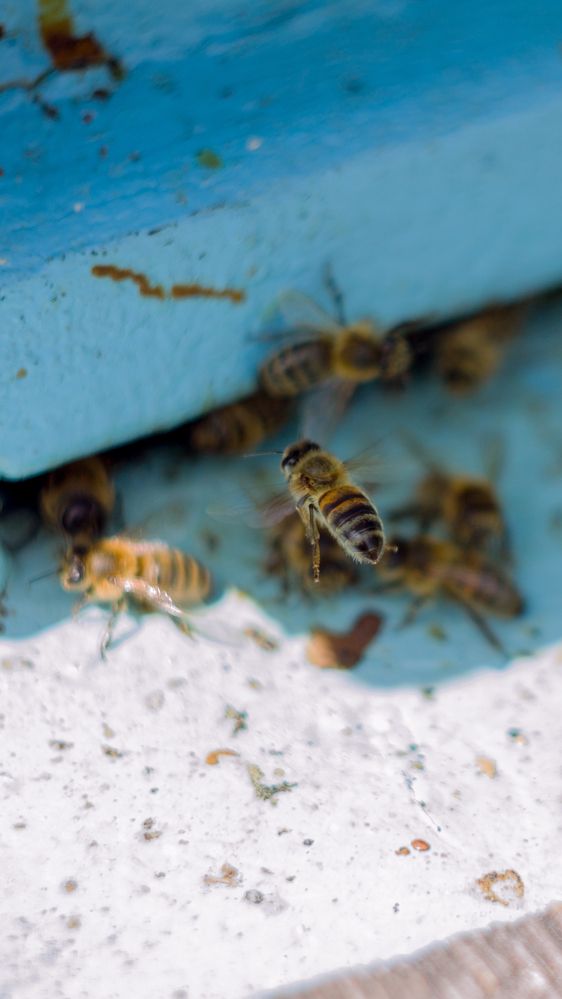 A bee / Пчела