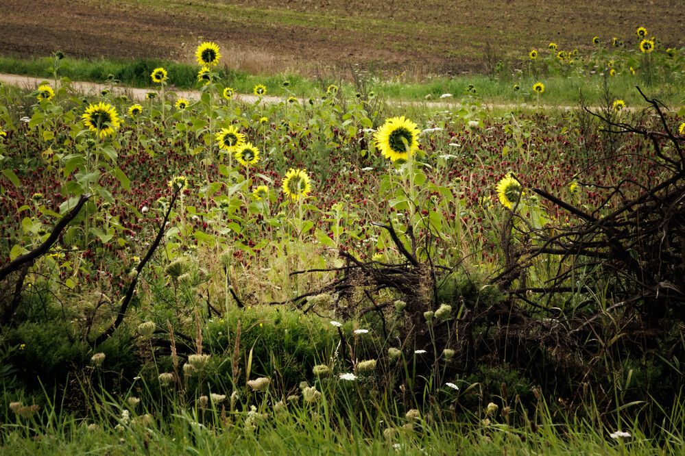 Apdraudētās saulespuķes