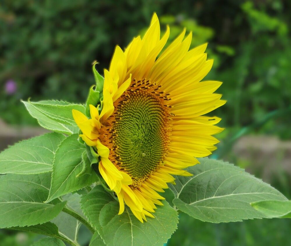 Подсолнушек